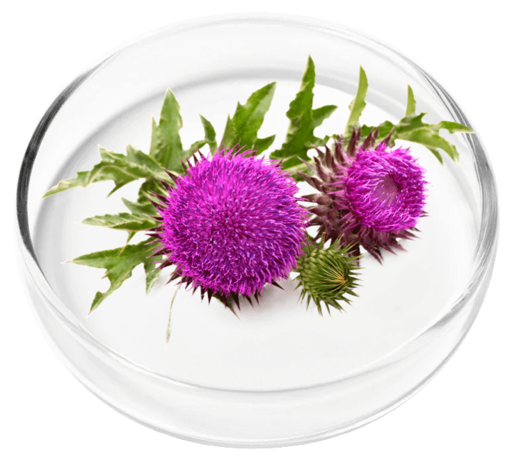 Milk Thistle