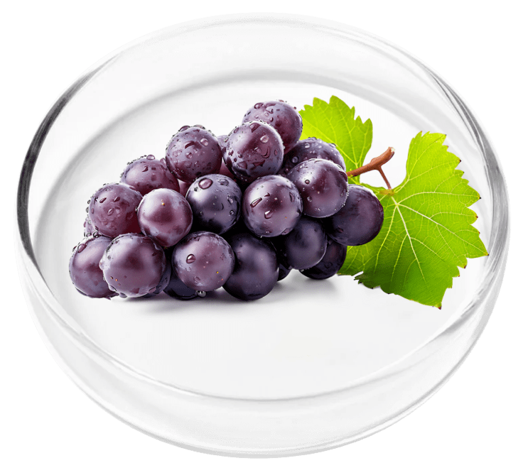 Resveratrol